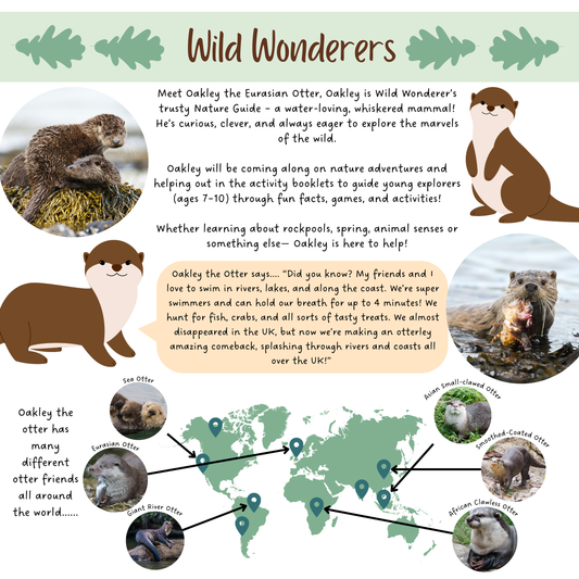 Meet Oakley the Otter